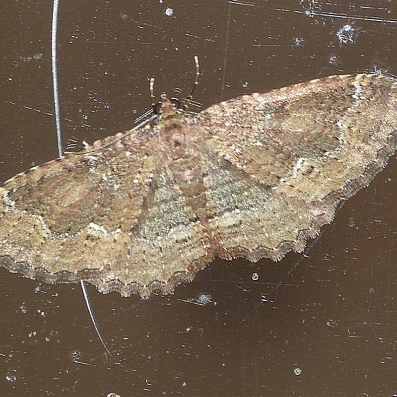 Chloroclystis filata