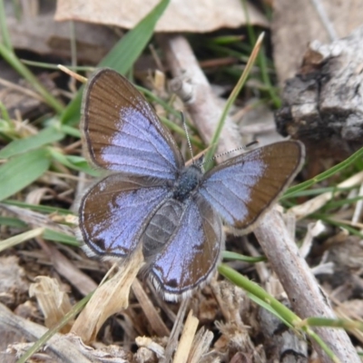 Acrodipsas myrmecophila