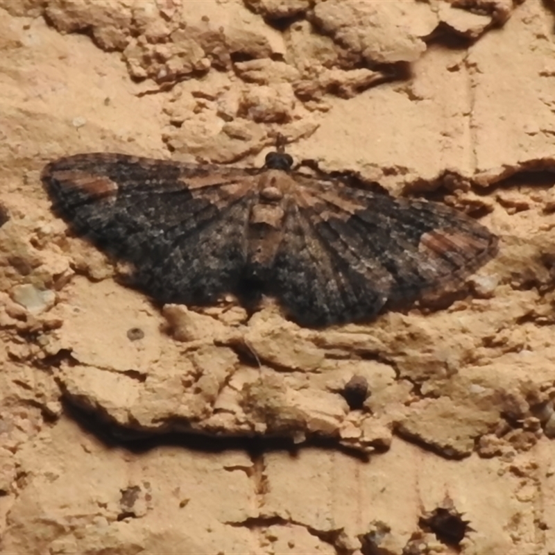 Chloroclystis pallidiplaga
