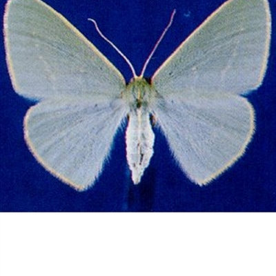 Chlorocoma assimilis