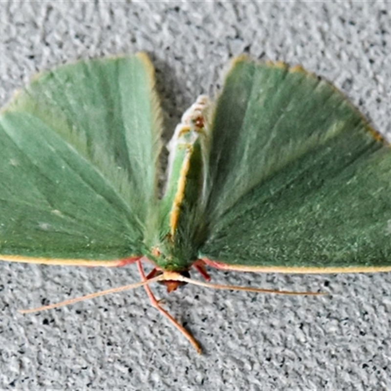 Chlorocoma assimilis