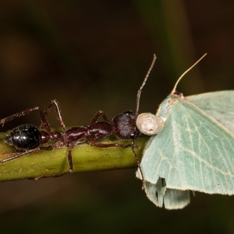 Chlorocoma carenaria