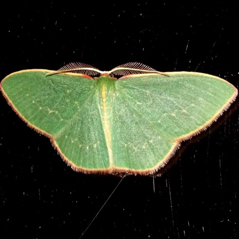 Chlorocoma dichloraria