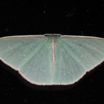 Chlorocoma (genus)
