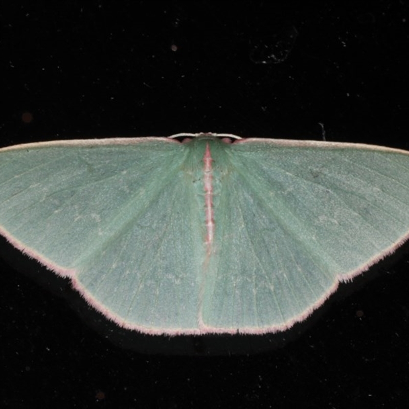 Chlorocoma (genus)