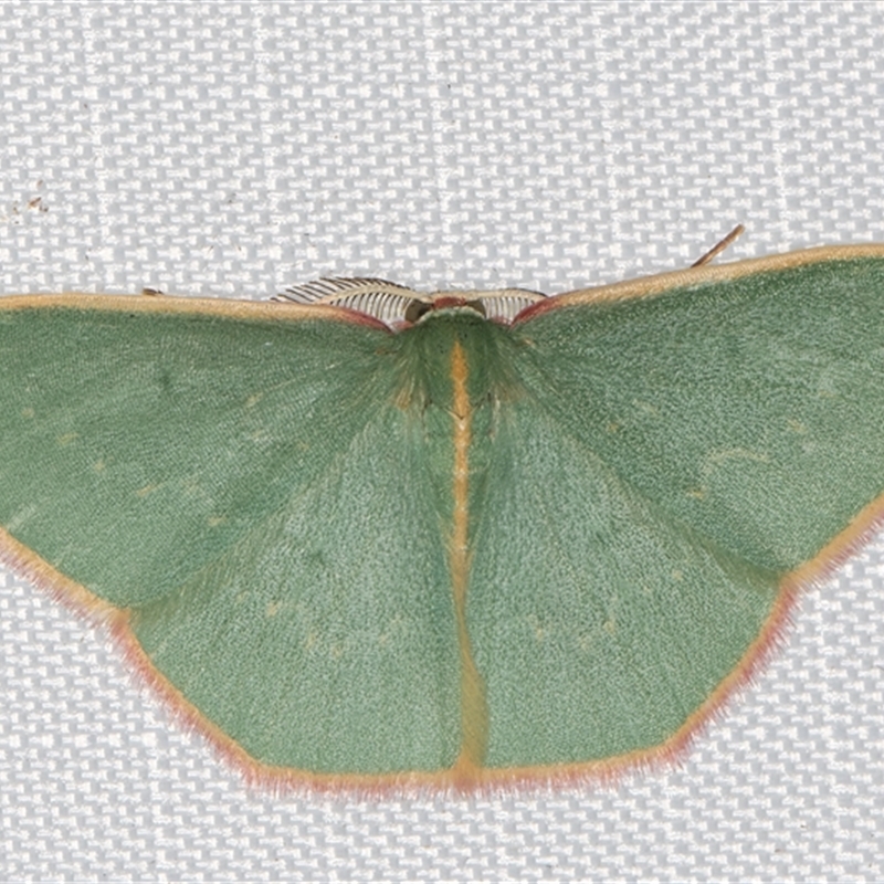 Chlorocoma vertumnaria