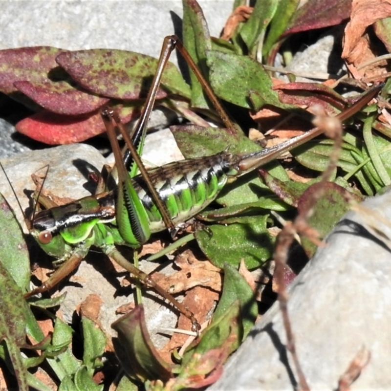 Chlorodectes montanus