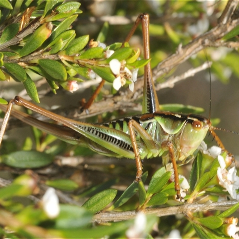 Chlorodectes montanus