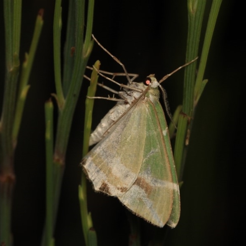 Chlorodes boisduvalaria