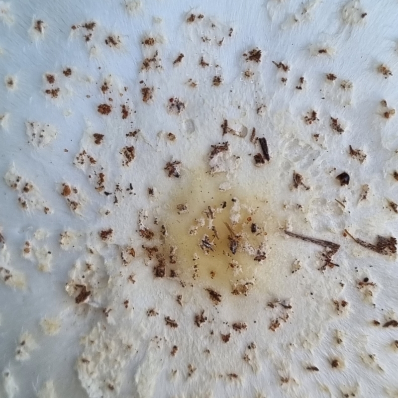 Chlorophyllum/Macrolepiota sp. (genus)