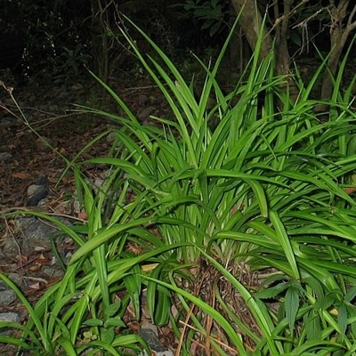 Chlorophytum comosum