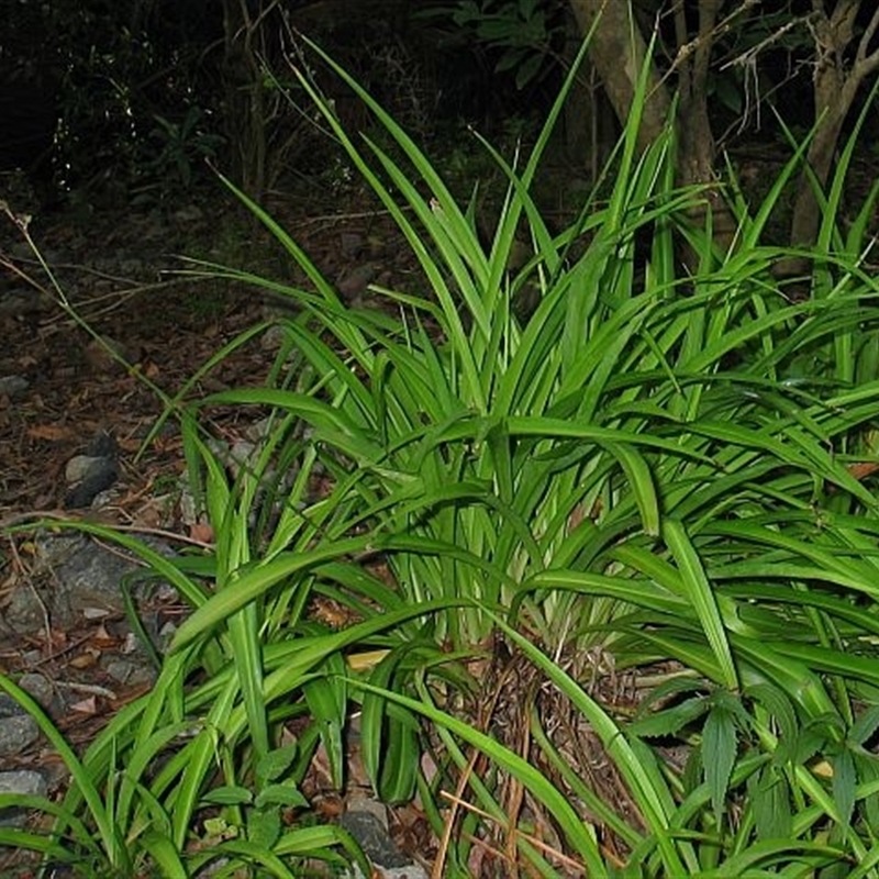 Chlorophytum comosum