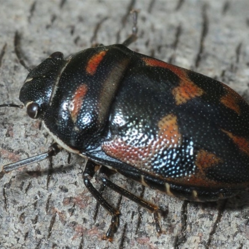 Choerocoris variegatus