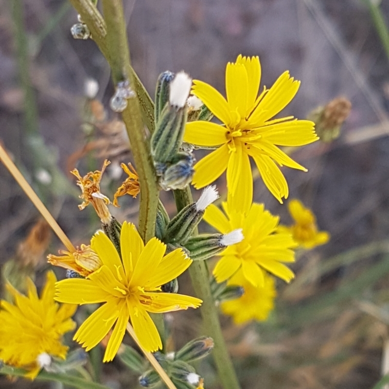 Chondrilla juncea