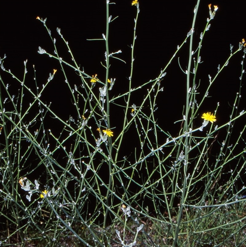 Chondrilla juncea