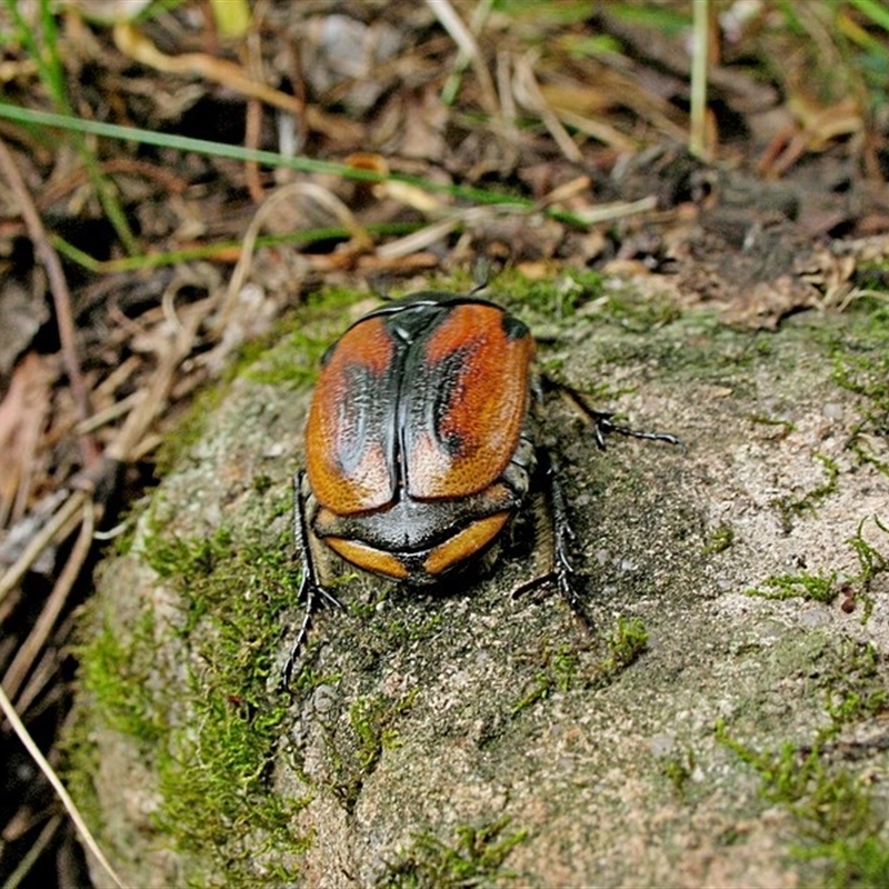 Chondropyga dorsalis