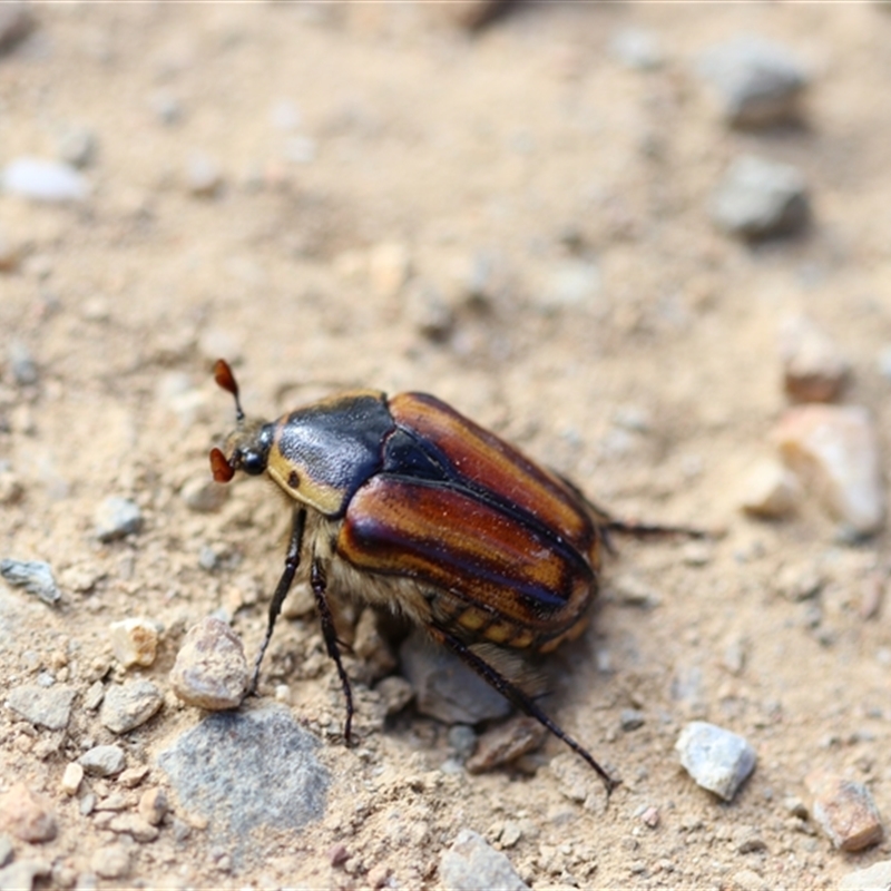 Chondropyga gulosa