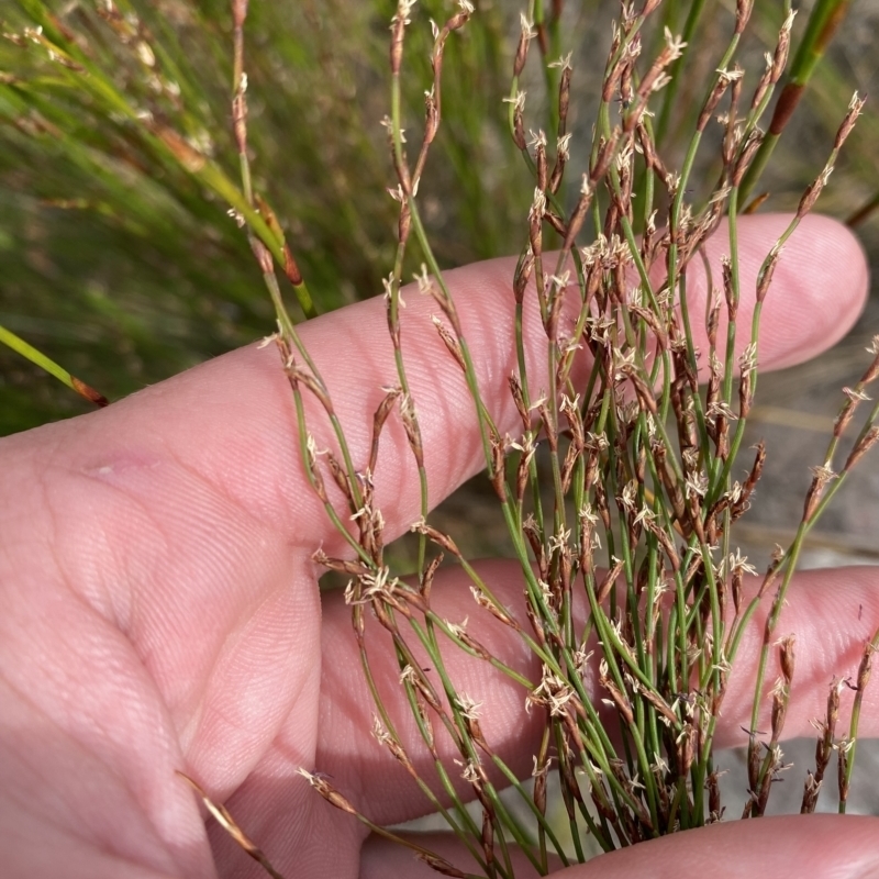Chordifex fastigiatus