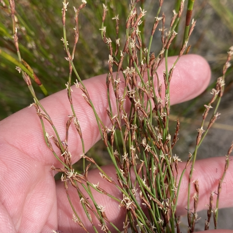 Chordifex fastigiatus