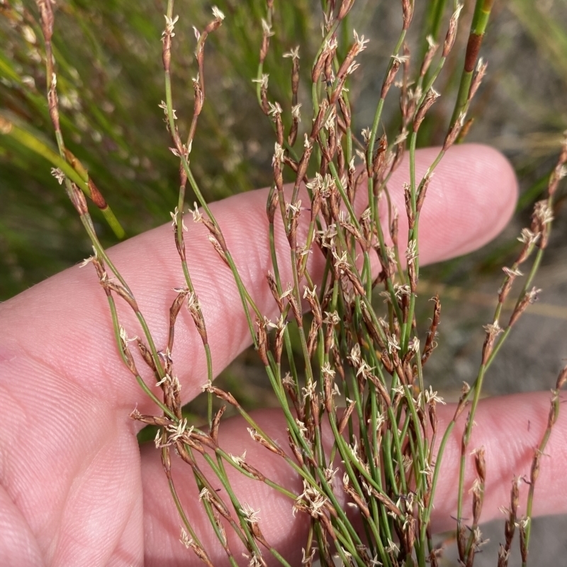 Chordifex fastigiatus