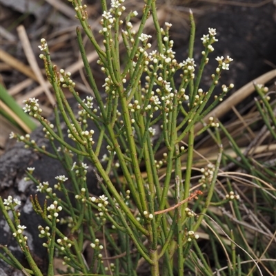 Choretrum pauciflorum