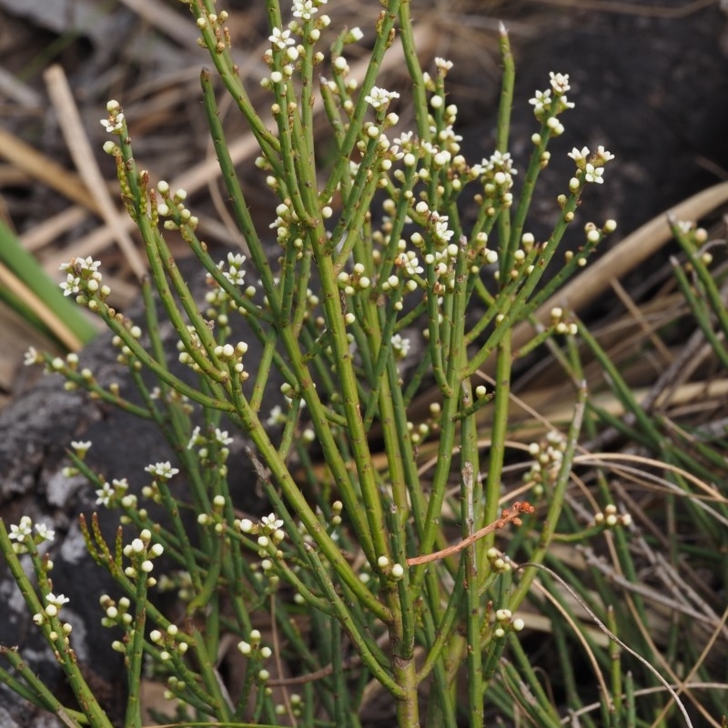 Choretrum pauciflorum