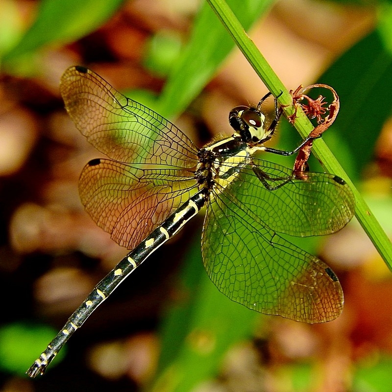 Choristhemis flavoterminata