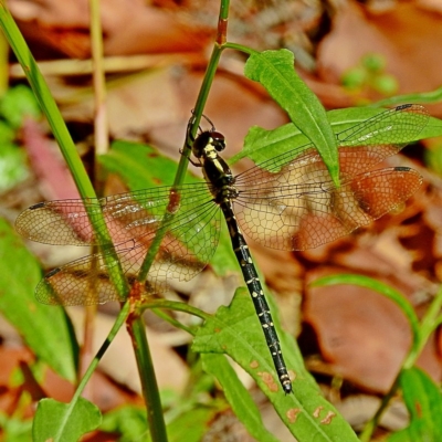 Choristhemis flavoterminata