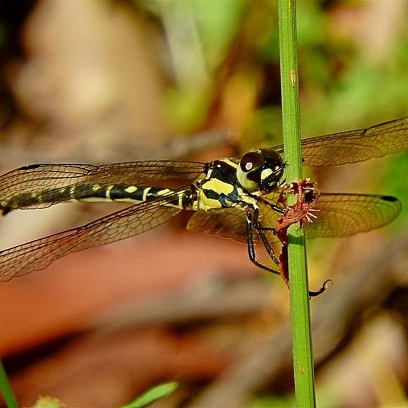 Choristhemis flavoterminata