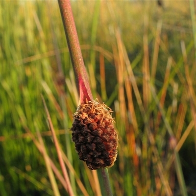 Chorizandra cymbaria