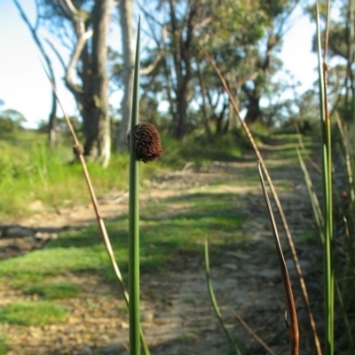 Chorizandra sphaerocephala