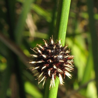 Chorizandra sphaerocephala