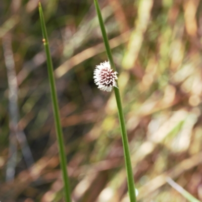 Chorizandra sphaerocephala