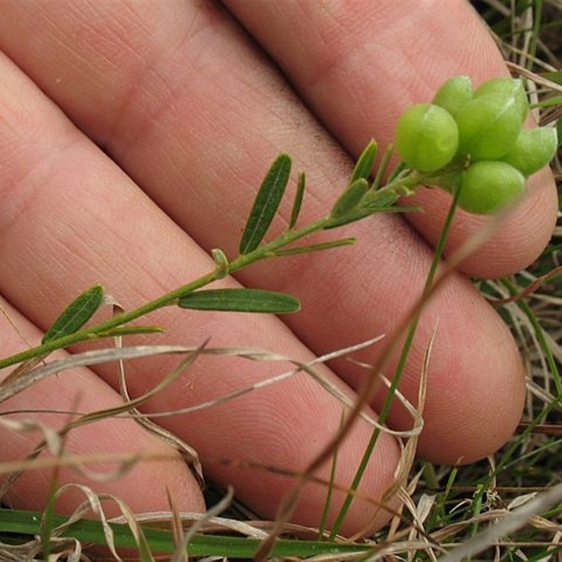 Chorizema parviflorum