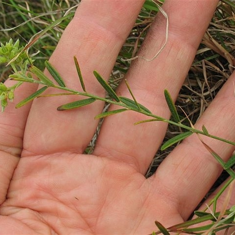 Chorizema parviflorum