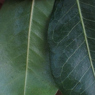 Acronychia oblongifolia