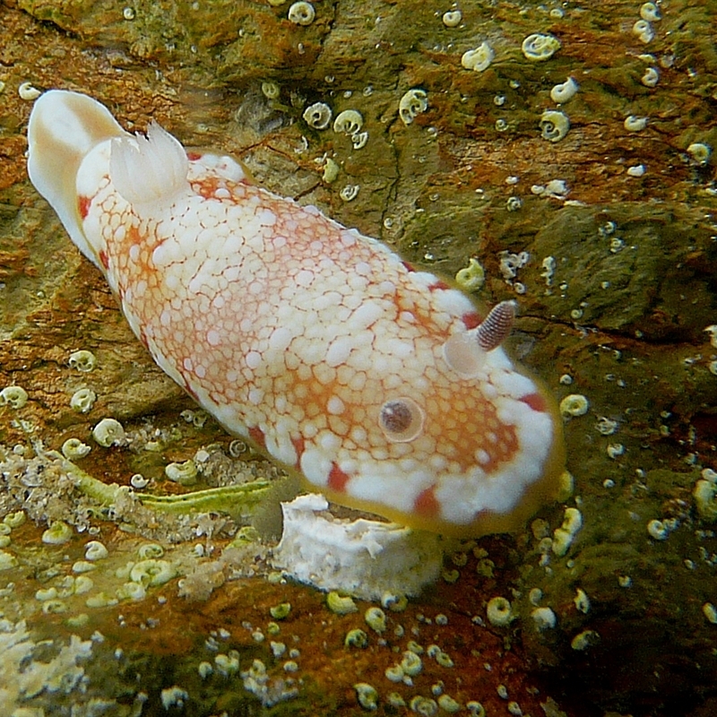 Chromodoris tinctoria