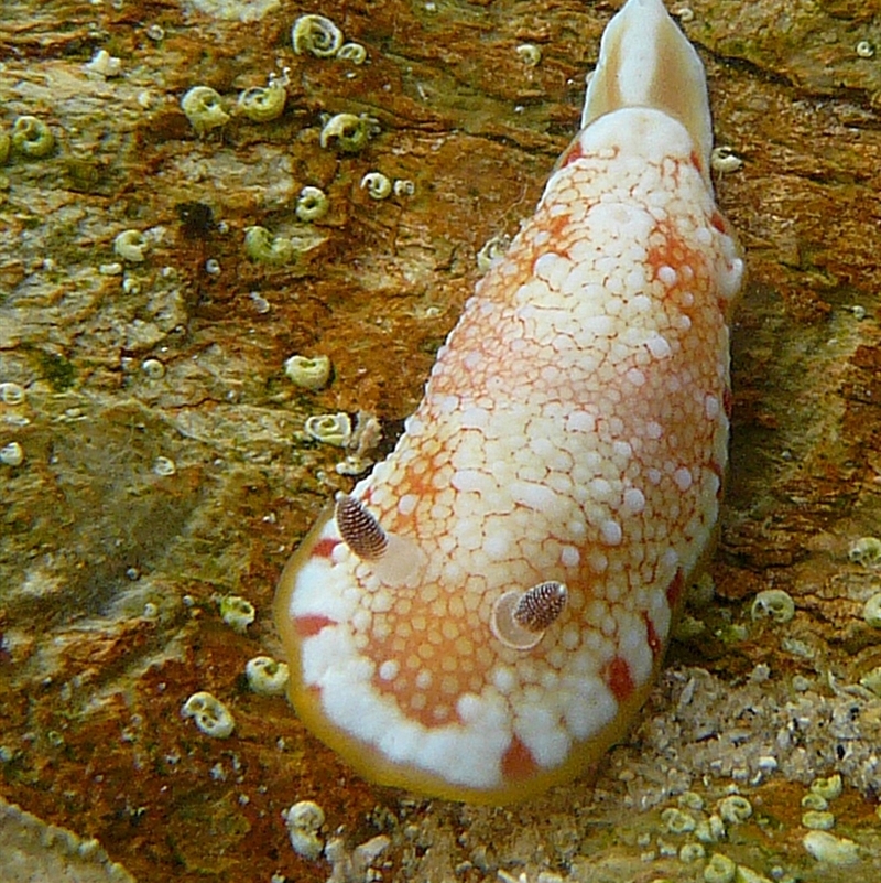 Chromodoris tinctoria