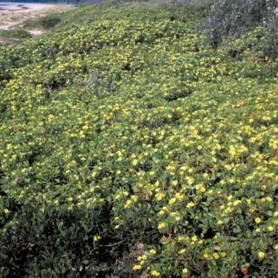 Chrysanthemoides monilifera