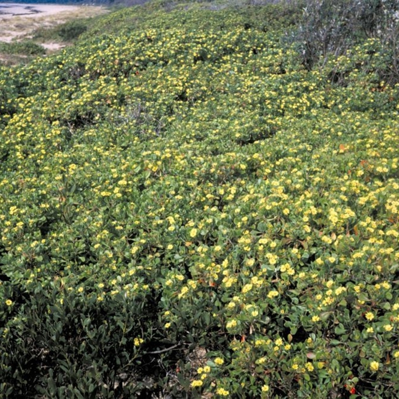 Chrysanthemoides monilifera