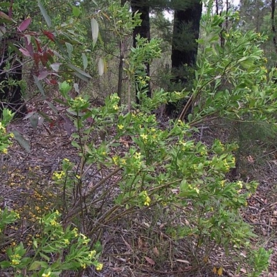 Chrysanthemoides monilifera subsp. monilifera