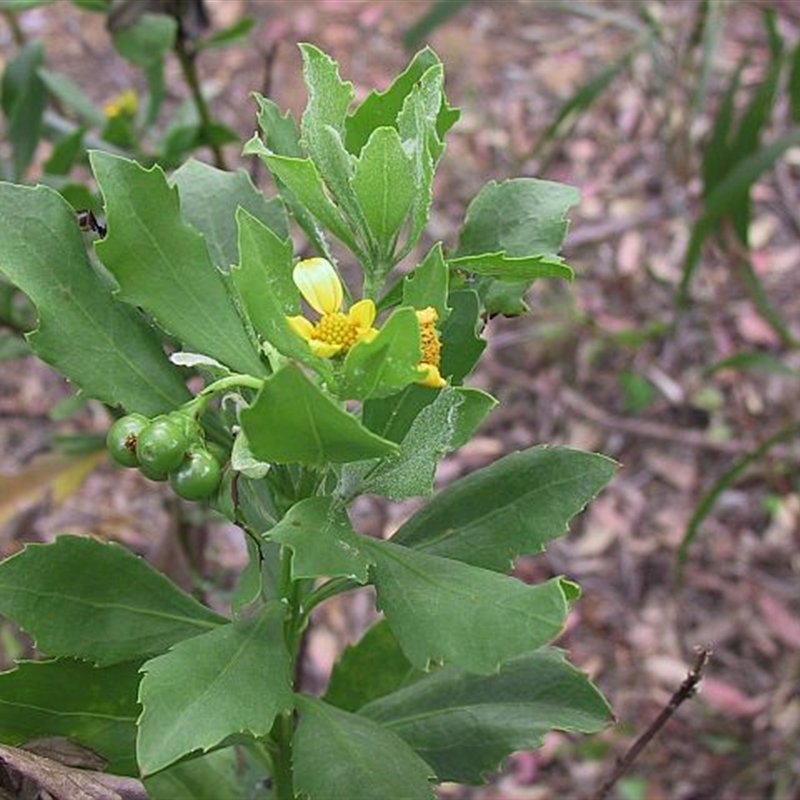 Chrysanthemoides monilifera subsp. monilifera