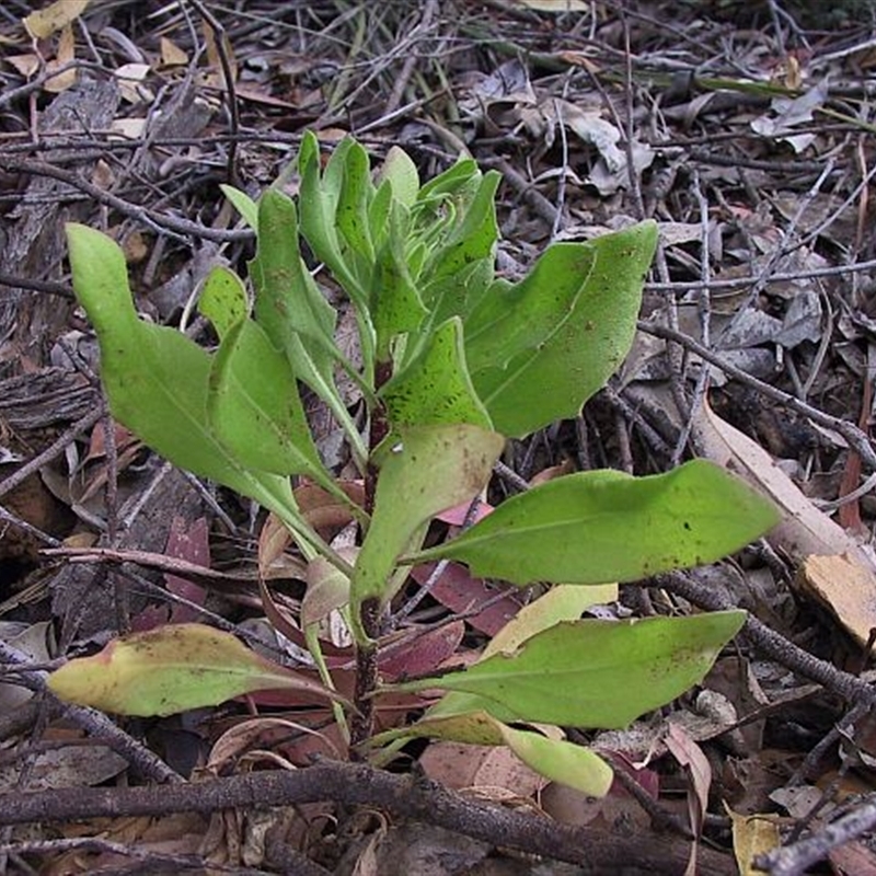 Jackie Miles, seedling