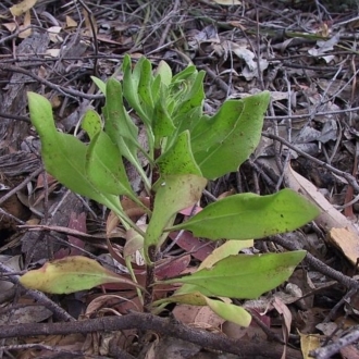 Chrysanthemoides monilifera subsp. monilifera