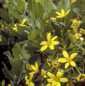 Chrysanthemoides monilifera subsp. rotundata