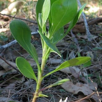 Chrysanthemoides monilifera subsp. rotundata