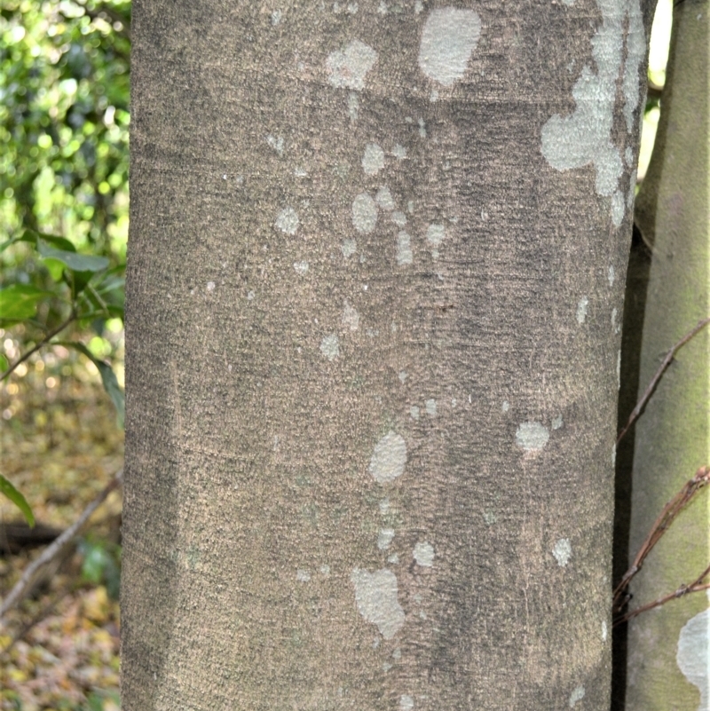 Acronychia wilcoxiana