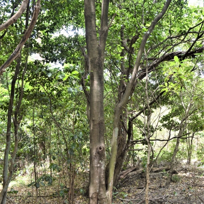Acronychia wilcoxiana