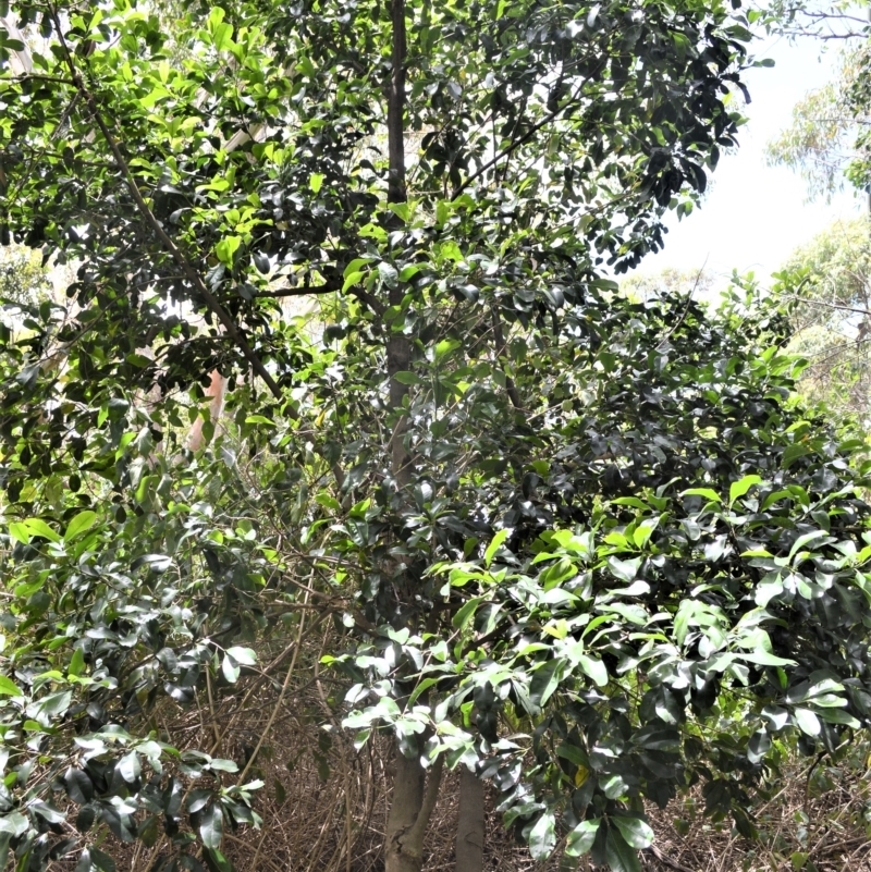 Acronychia wilcoxiana