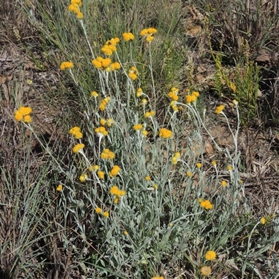 Chrysocephalum apiculatum